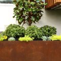 10 Must-Have Plants For Your Balcony Paradise