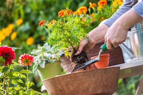 5 Common Mistakes In Balcony Gardening