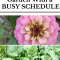 5 Essential Gardening Tips For Busy People