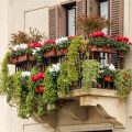 5 Essential Tips For Balcony Plant Care