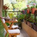 5 Plants You Can Grow In Small Balcony Containers