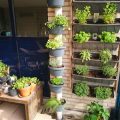 5 Steps to Create a Balcony Herb Garden