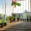 5 Things To Know Before Starting A Balcony Garden