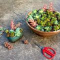 5 Tips For Growing Succulents On Your Balcony