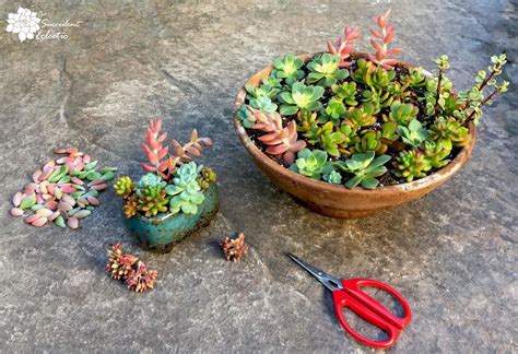 5 Tips For Growing Succulents On Your Balcony