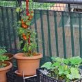 7 Tips For Thriving Balcony Vegetables