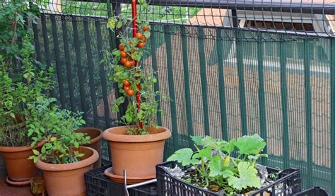 7 Tips For Thriving Balcony Vegetables