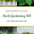 A Beginner’s Guide To Growing Herbs On Balconies