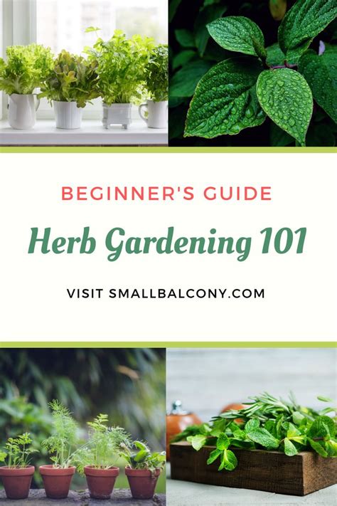 A Beginner’s Guide To Growing Herbs On Balconies