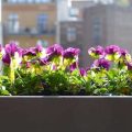 Avoid These Common Balcony Gardening Mistakes