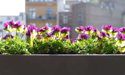 Avoid These Common Balcony Gardening Mistakes