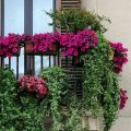 Balconies That Bloom: Best Flowering Plants