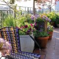 Balconies That Blossom: Planting Tips