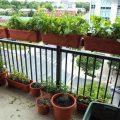 Balcony Gardening Ideas For Beginners