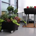 Balcony Gardening Tips For A Thriving Oasis