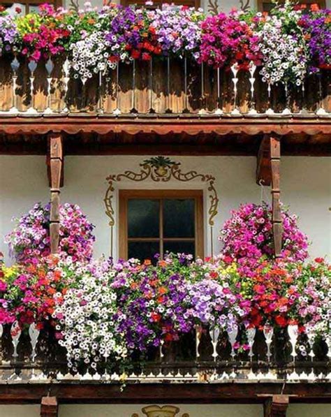 Balcony Plants That Thrive All Year Round