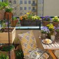 Balcony Plants That Thrive In Small Spaces