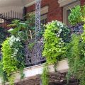 Best Climbers for Your Balcony Garden