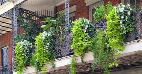 Best Climbers for Your Balcony Garden