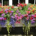 Best Flower Combinations For A Vibrant Balcony