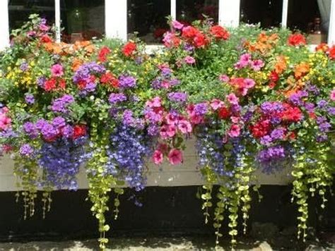 Best Flower Combinations For A Vibrant Balcony