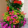 Best Flowers for a Colorful Balcony