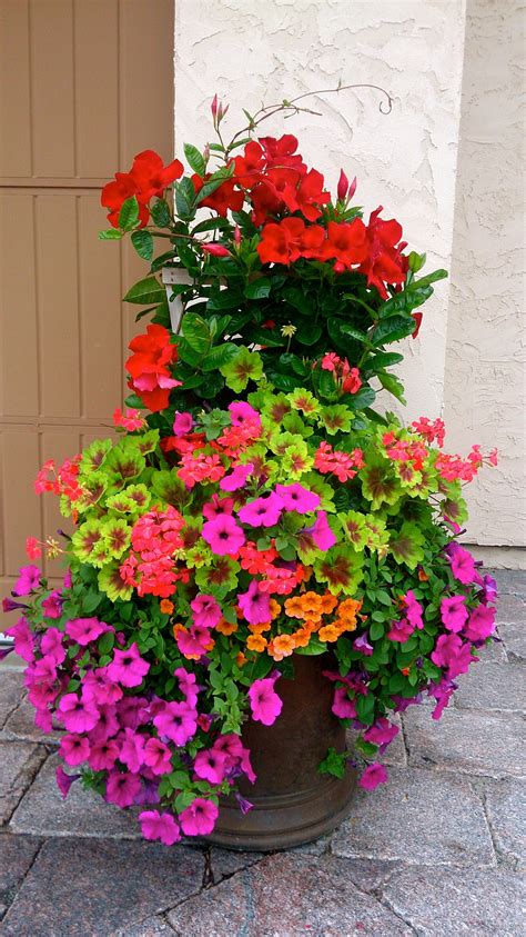 Best Flowers for a Colorful Balcony