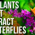 Best Plants For Attracting Butterflies To Your Balcony