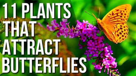 Best Plants For Attracting Butterflies To Your Balcony