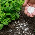 Best Practices For Balcony Plant Fertilization