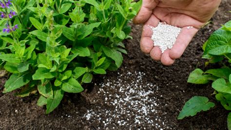 Best Practices For Balcony Plant Fertilization