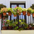 Best Practices For Balcony Plant Maintenance