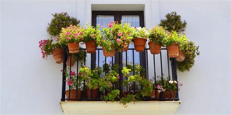 Best Practices For Balcony Plant Maintenance