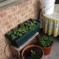 Best Practices for Balcony Plant Watering