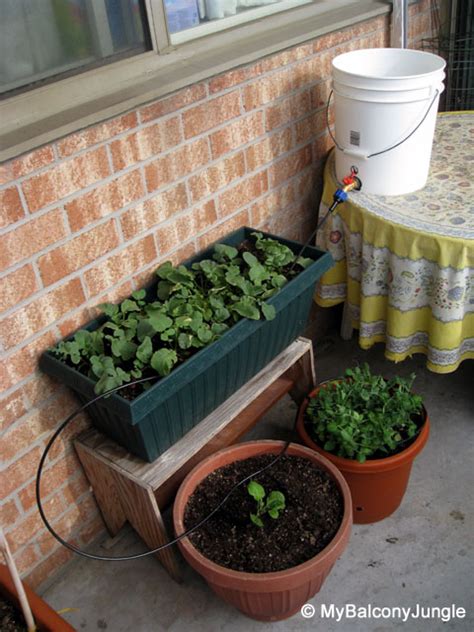 Best Practices for Balcony Plant Watering