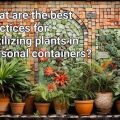 Best Practices For Fertilizing Balcony Plants