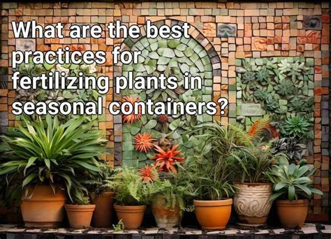 Best Practices For Fertilizing Balcony Plants