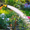 Best Practices For Watering Your Balcony Plants