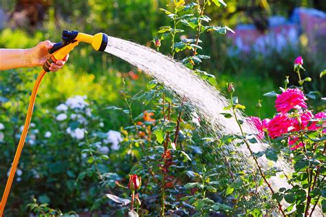 Best Practices For Watering Your Balcony Plants