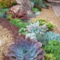 Best Succulents For Your Balcony Garden