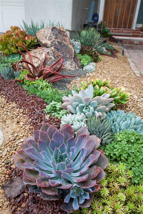 Best Succulents For Your Balcony Garden