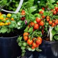 Best Tips For Growing Plants In Small Containers