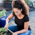 Best Vegetables for Balcony Gardening Success