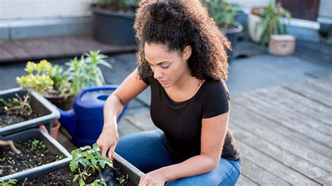 Best Vegetables for Balcony Gardening Success