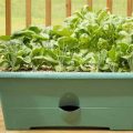 Best Vegetables To Grow On Your Balcony