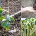 Best fertilizer for cucumbers on a balcony?