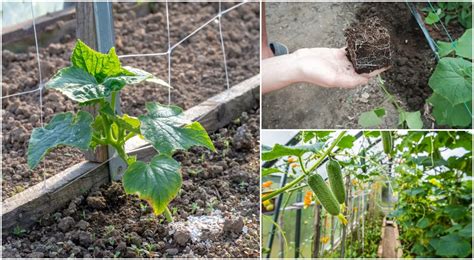 Best fertilizer for cucumbers on a balcony?