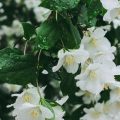 Brighten Up Your Balcony With Vibrant Flowers