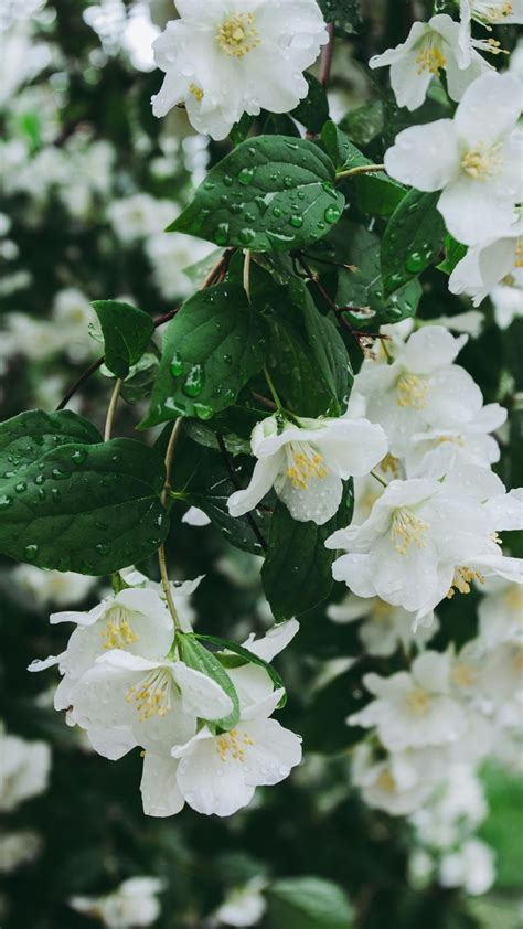 Brighten Up Your Balcony With Vibrant Flowers