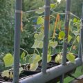 Caring for cucumbers on a balcony